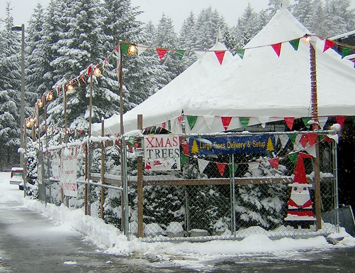 Christmas Tree Lot