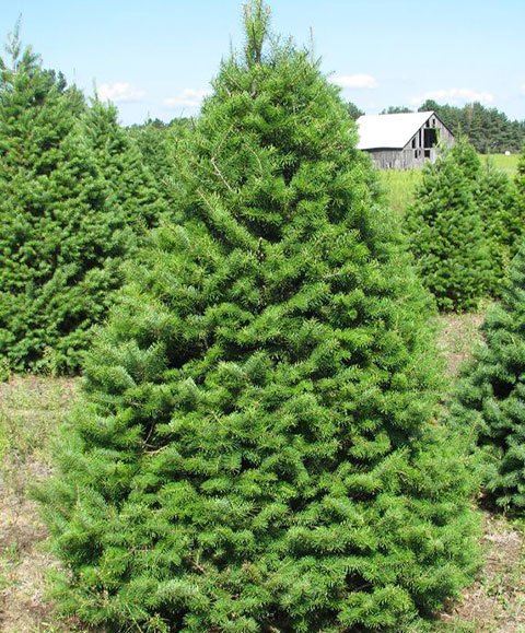 Douglas Fir Tree