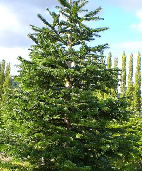 Noble Fir Tree